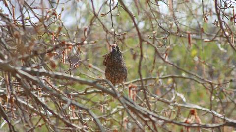 aves ucrania nidos fibra optica