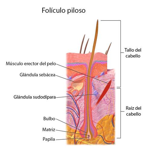 folículo piloso